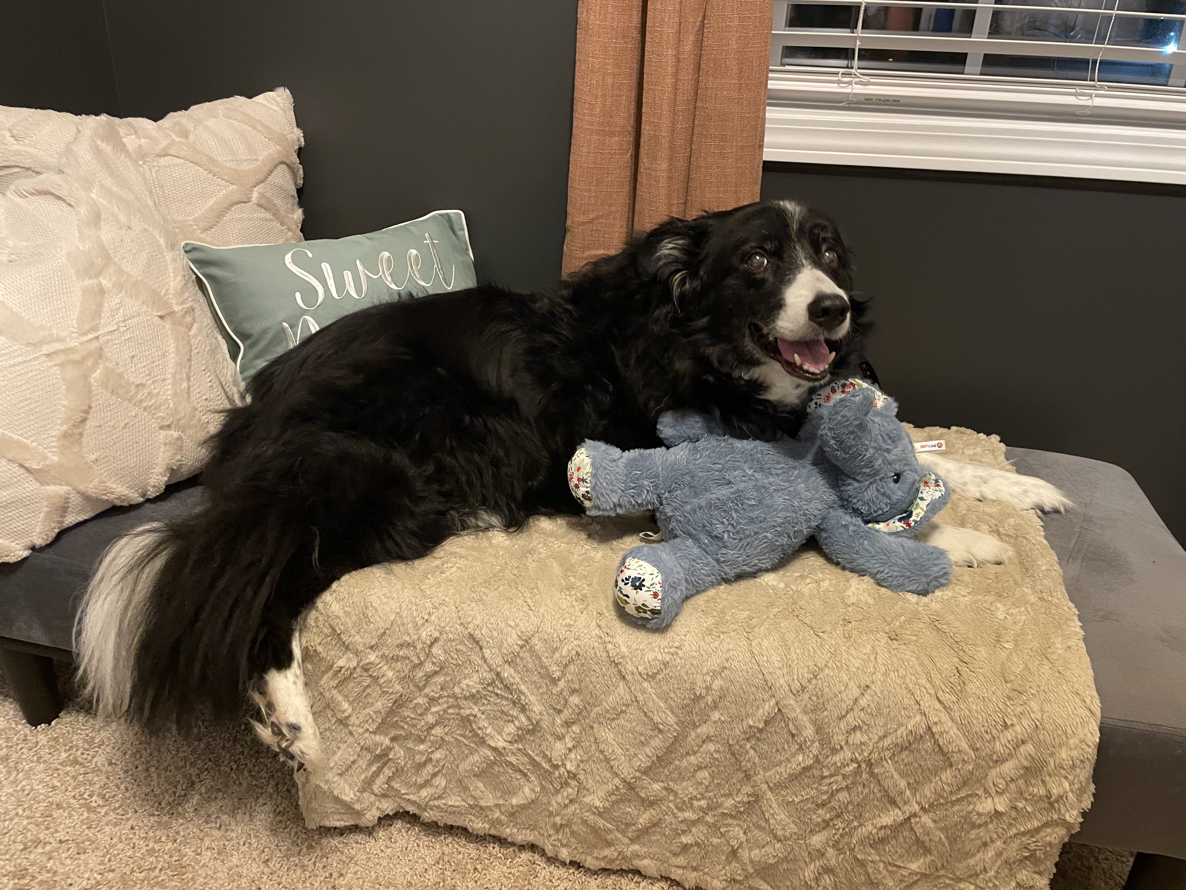 Perfect Pet-Friendly Home Office Design